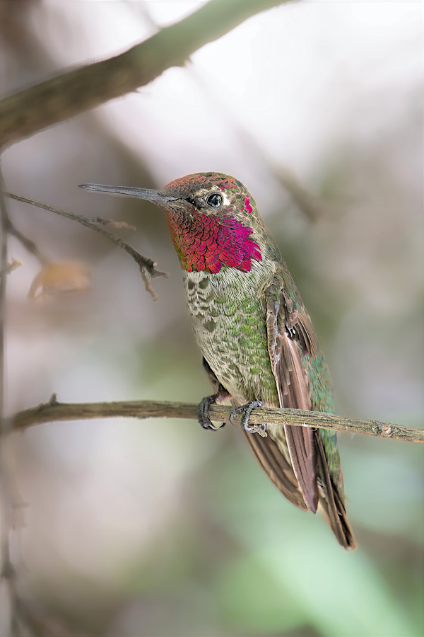 Anna's hummingbird, Madera Canyon, Southern Arizona, USA by David Whited