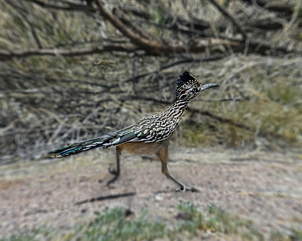 Roadrunner, Madera Canyon, Arizona, USA by David Whited