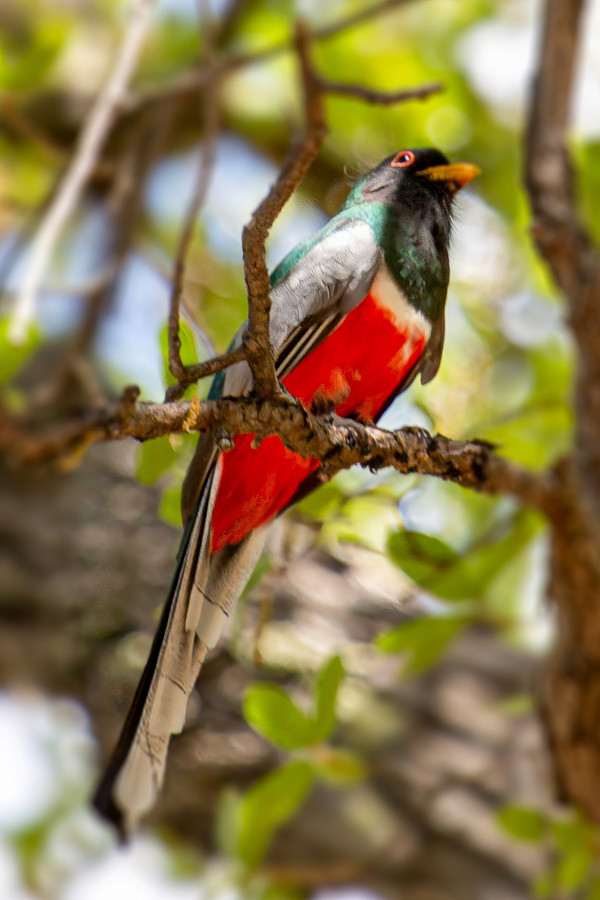 Elegant Trogon male, Madera Canyon, Arizona, USA by David Whited