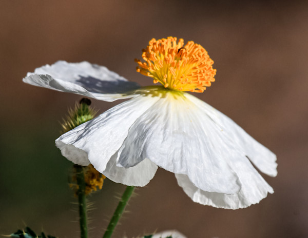 Matilija poppy by David Whited