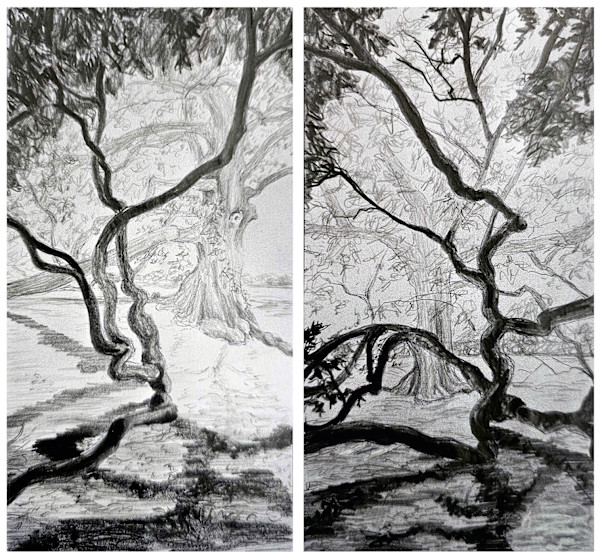 The Birthing Tree: Sketch by Tashina Marie