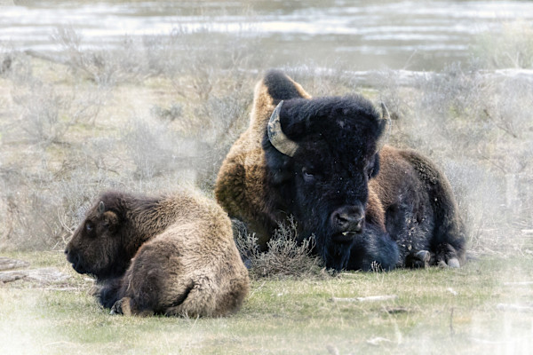 Guarding The Way Forward by Tashina Marie