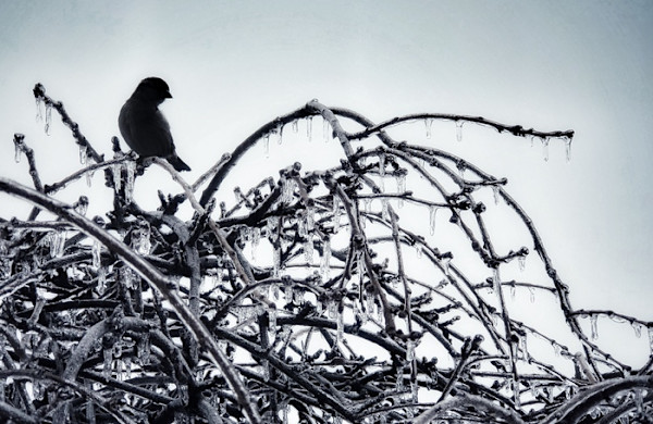 Longing for Spring by Todd Burger, Image 1.