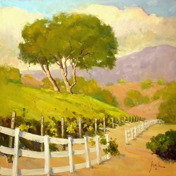 Santa Ynez Vineyard by Susan F Greaves