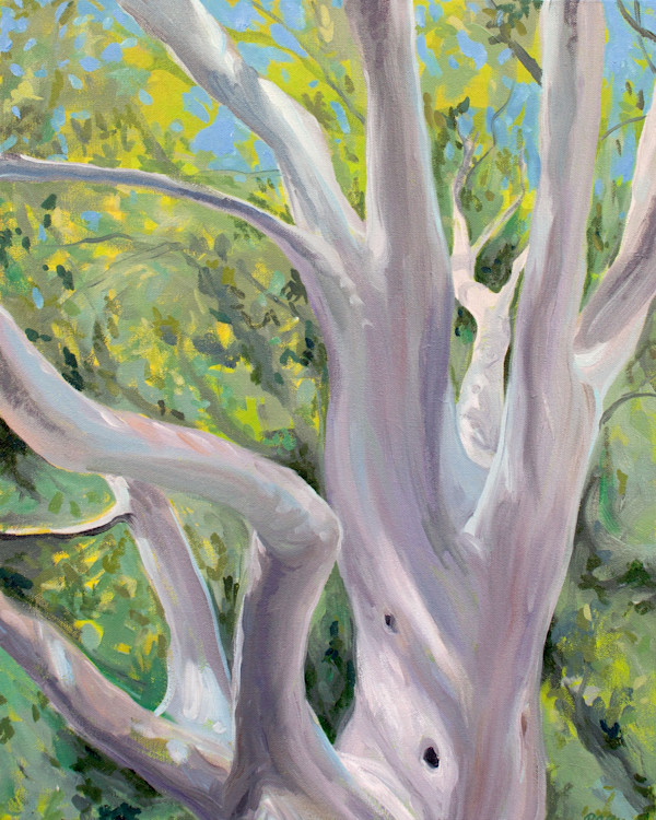 Madrone Tree, Guadalupe Mountains National Park by Regina Allen, Image 1.