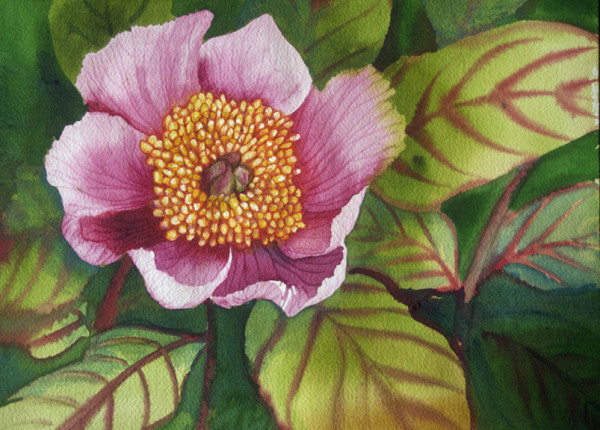 Last Pink Poppy limited edition giclee print of an original watercolor 5/100 by Helen R Klebesadel