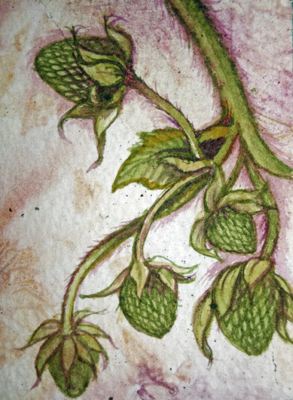 Green Strawberries, 6 of 33 by Helen R Klebesadel