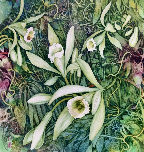 The Pollinator Effect:  Vanilla Orchid and Melipona Bee an original watercolor by Helen R Klebesadel