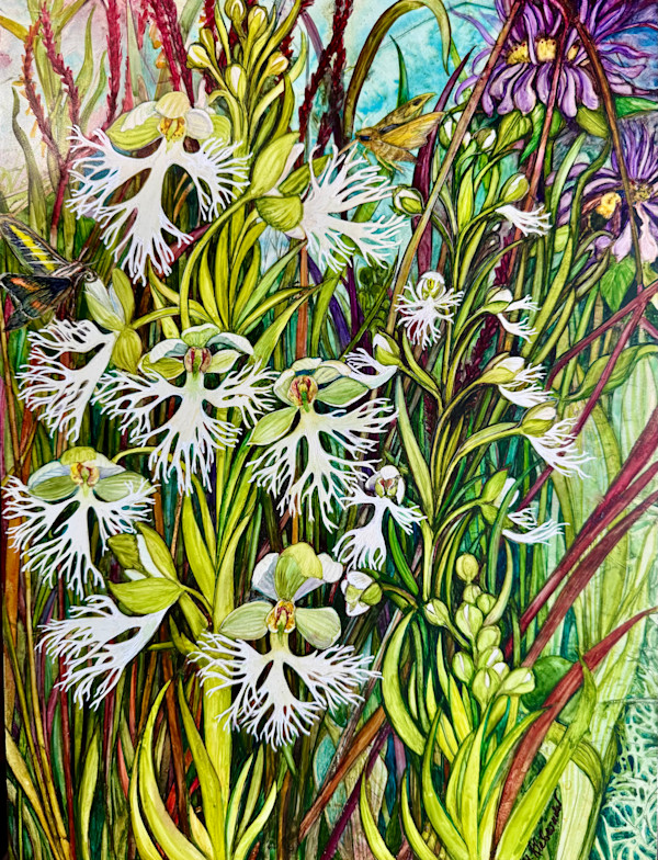 Spring Ephemeral: Fringed Prairie Orchid by Helen R Klebesadel