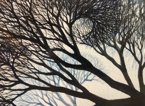 Tree Study II by Helen R Klebesadel
