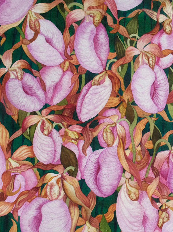 Pink Ladyslipper Field I by Helen R Klebesadel