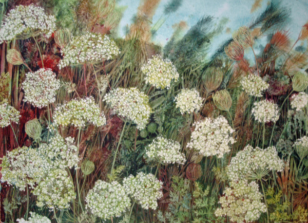 Queen Anne's Lace Prairie a limited edition giclee print of an original watercolor 5/100 by Helen R Klebesadel