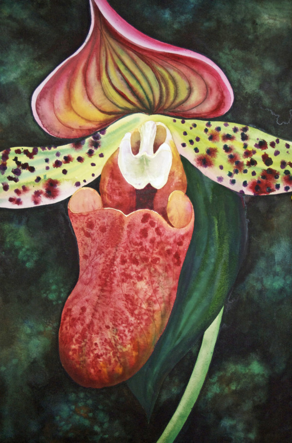 Orchid, an original watercolor by Helen R Klebesadel