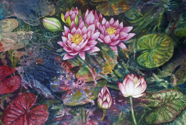 Water Lilies watercolor by Helen R Klebesadel