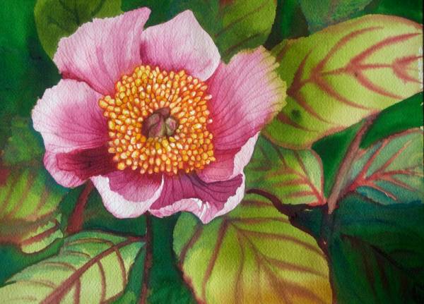 The Last Pink Poppy a giclee print of an original watercolor by Helen R Klebesadel