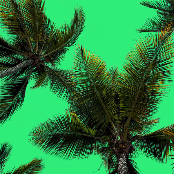 Palm Tree. Green. (framed) by Faith Blackwell