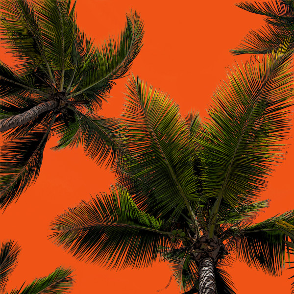 Palm Tree. Orange. (framed) by Faith Blackwell