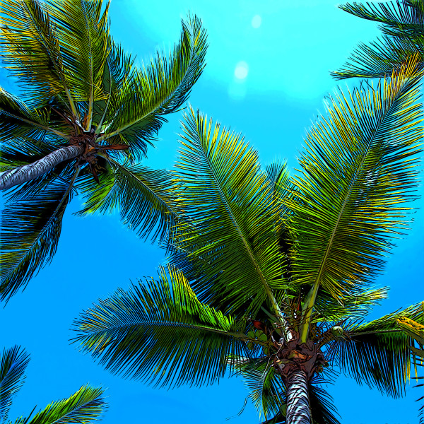 Palm Tree. Blue. (framed) by Faith Blackwell