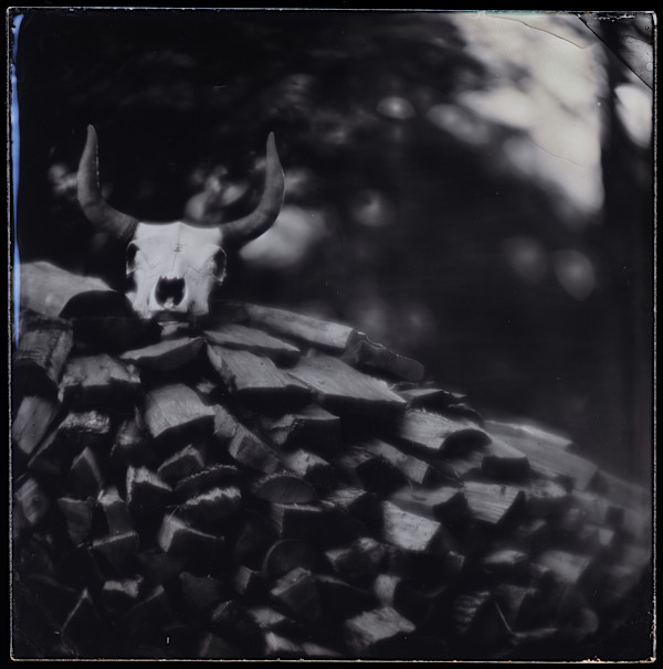 Skull with logs by Daniel Afzal, Image 1.