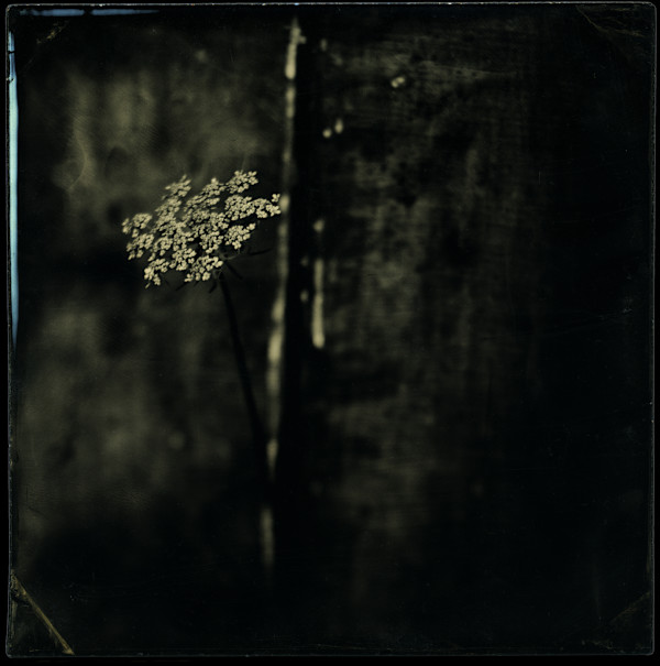 Queen Anne's lace by Daniel Afzal, Image 1.