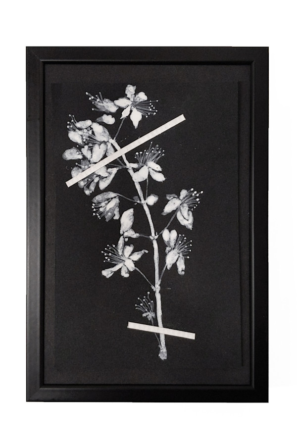 Dessin d'herbier #4 by Thomas Tronel Gauthier