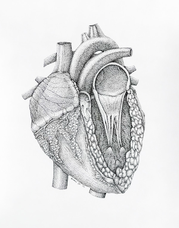 Anatomical Heart by Breanna Cole, Image 1.