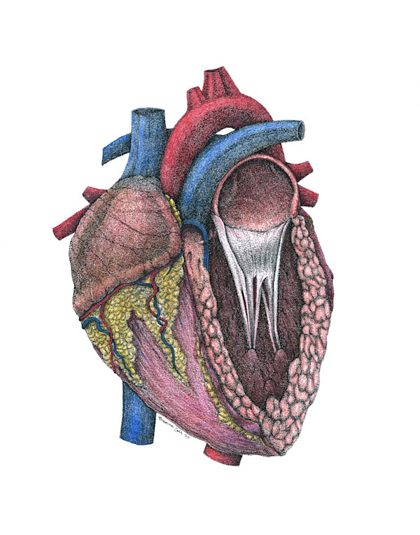 Anatomical Heart by Breanna Cole, Image 1.