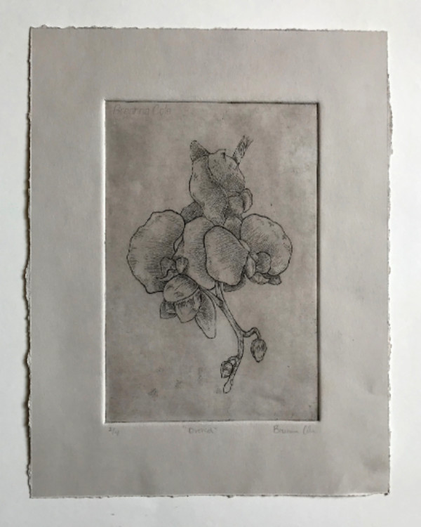 Orchids by Breanna Cole