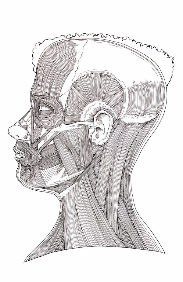Anatomical Pages by Breanna Cole, Image 2.
