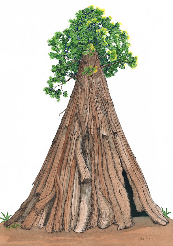 Intrepid Redwood by Matt Harline