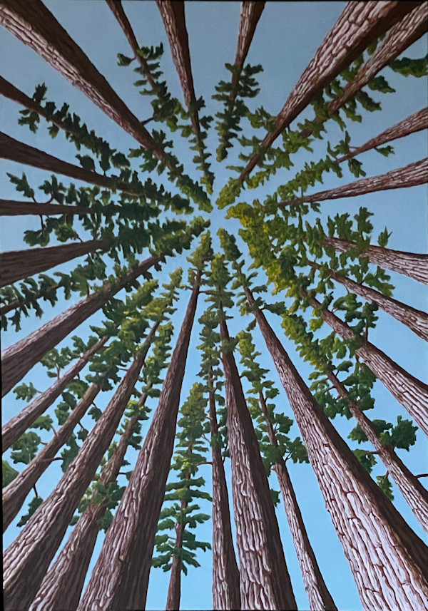 Redwood Meditation by Matt Harline