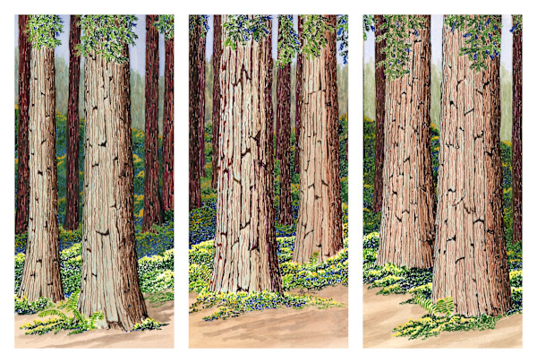 Wandering Among Redwoods by Matt Harline