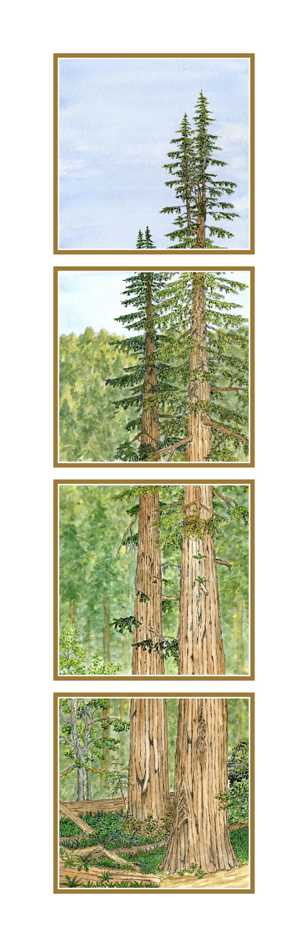 Window to the Redwoods by Matt Harline