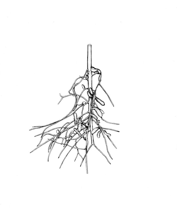 Acacia gerrardi Roots by Robyn Palescandolo