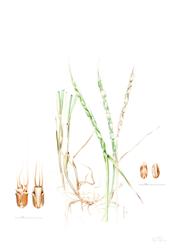 Aegilops tauschii Illustration by Robyn Palescandolo