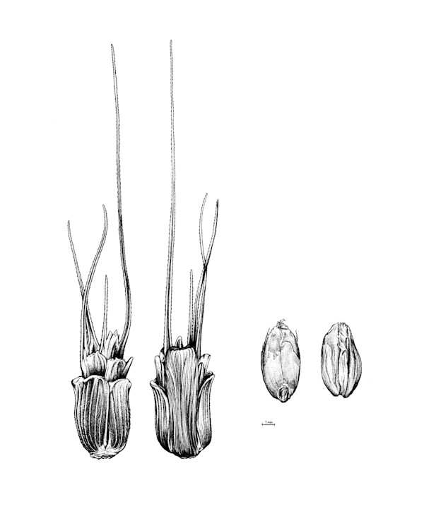 Aegilops tauschii Glume and Seed by Robyn Palescandolo