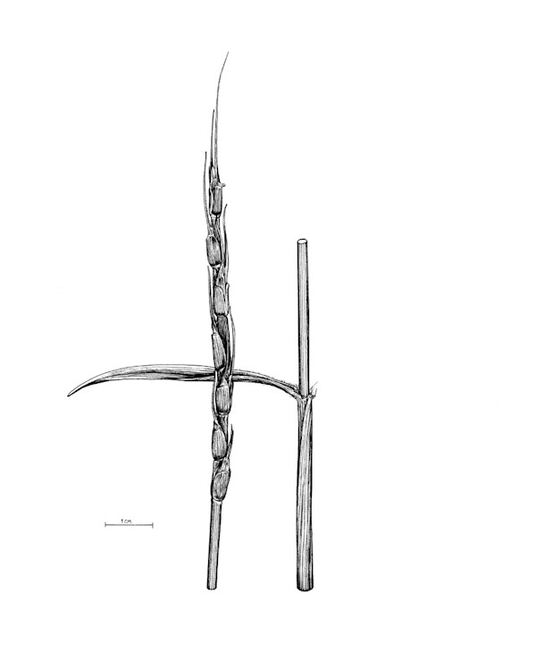 Aegilops tauschii Spike and Stem by Robyn Palescandolo