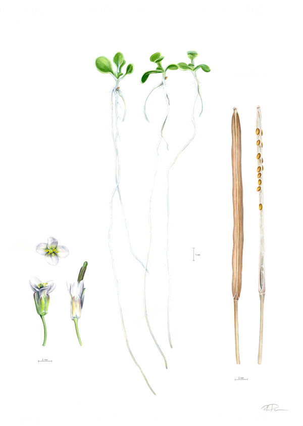 Arabidopsis thaliana Illustration by Robyn Palescandolo