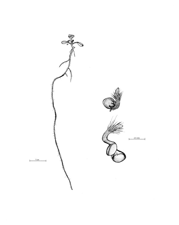 Arabidopsis thaliana Seedling by Robyn Palescandolo