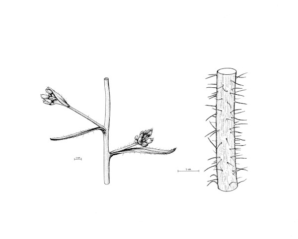 Arabidopsis thaliana Stem by Robyn Palescandolo