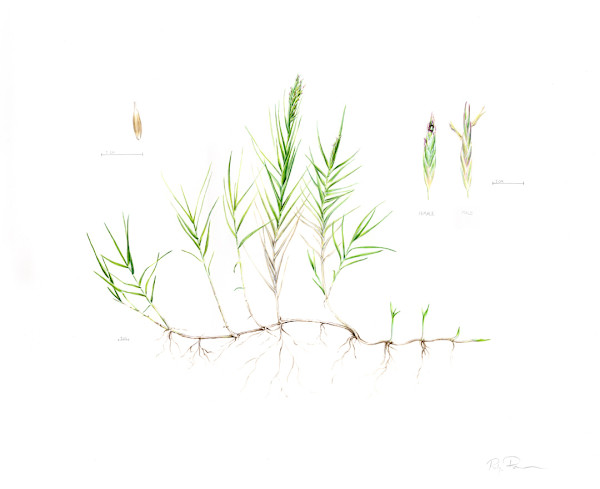 Distichlis palmeri Illustration by Robyn Palescandolo