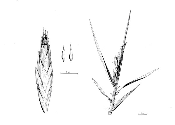 Distichlis palmeri Female by Robyn Palescandolo