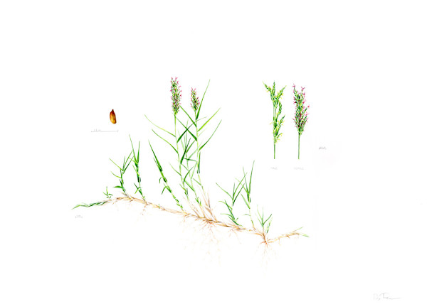 Distichlis spicata Illustration by Robyn Palescandolo