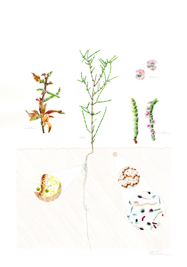 Haloxylon salicornicum Illustration by Robyn Palescandolo