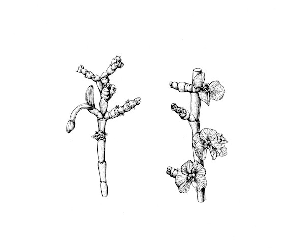 Haloxylon salicornicum Galls and Flowers by Robyn Palescandolo