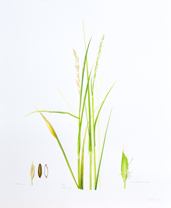 Oryza coarctata Illustration by Robyn Palescandolo