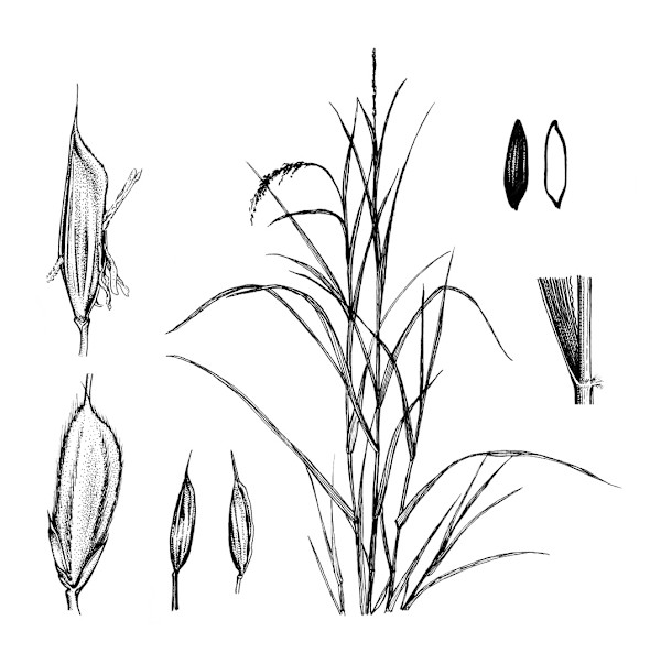 Oryza coarctata Elements by Robyn Palescandolo