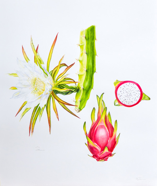 Pitaya Illustration by Robyn Palescandolo