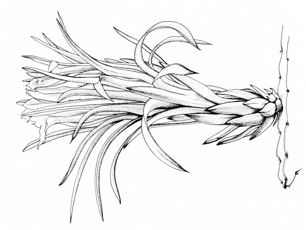 Pitaya Flower by Robyn Palescandolo