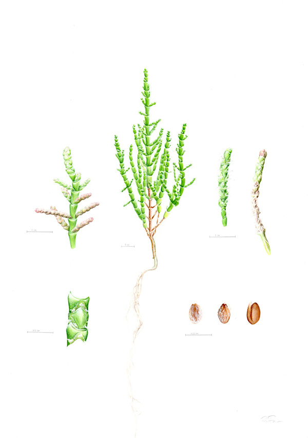 Salicornia persica iranica Illustration by Robyn Palescandolo